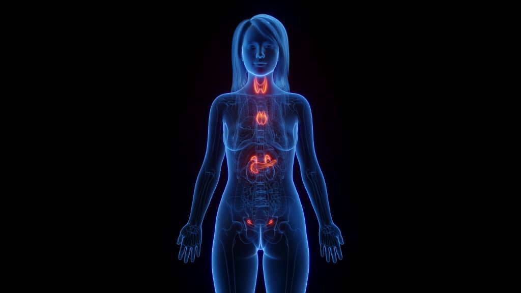 Endocrine system 