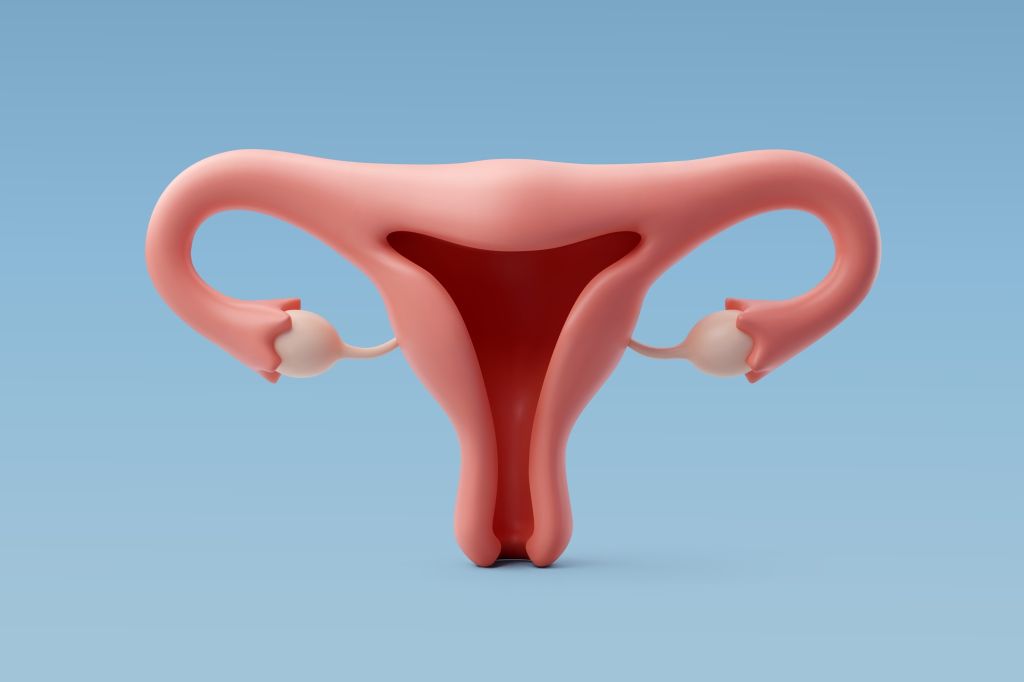 Ovary model