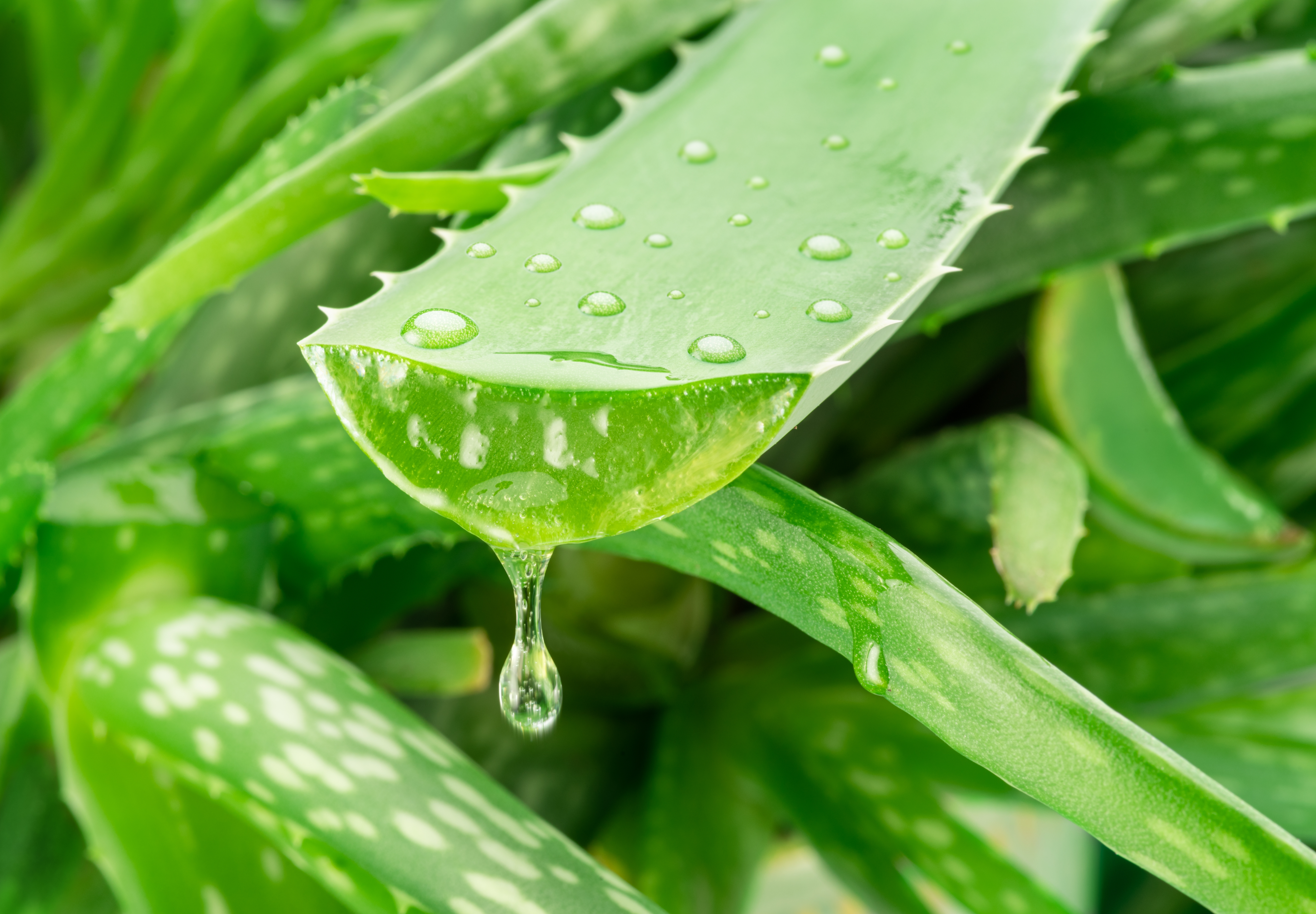 Aloe vera 