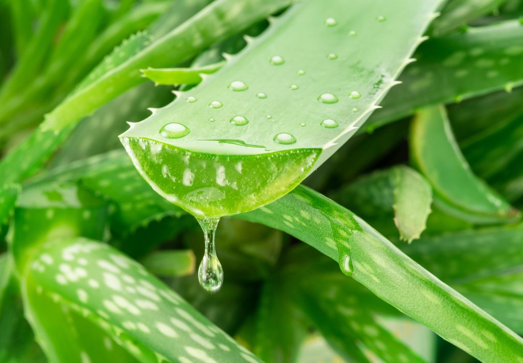 Aloe vera