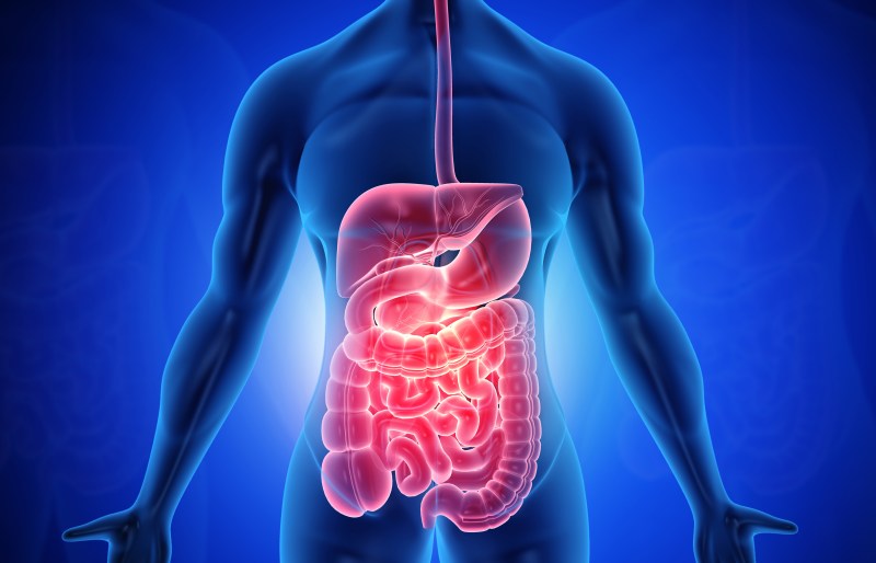 Digestive system