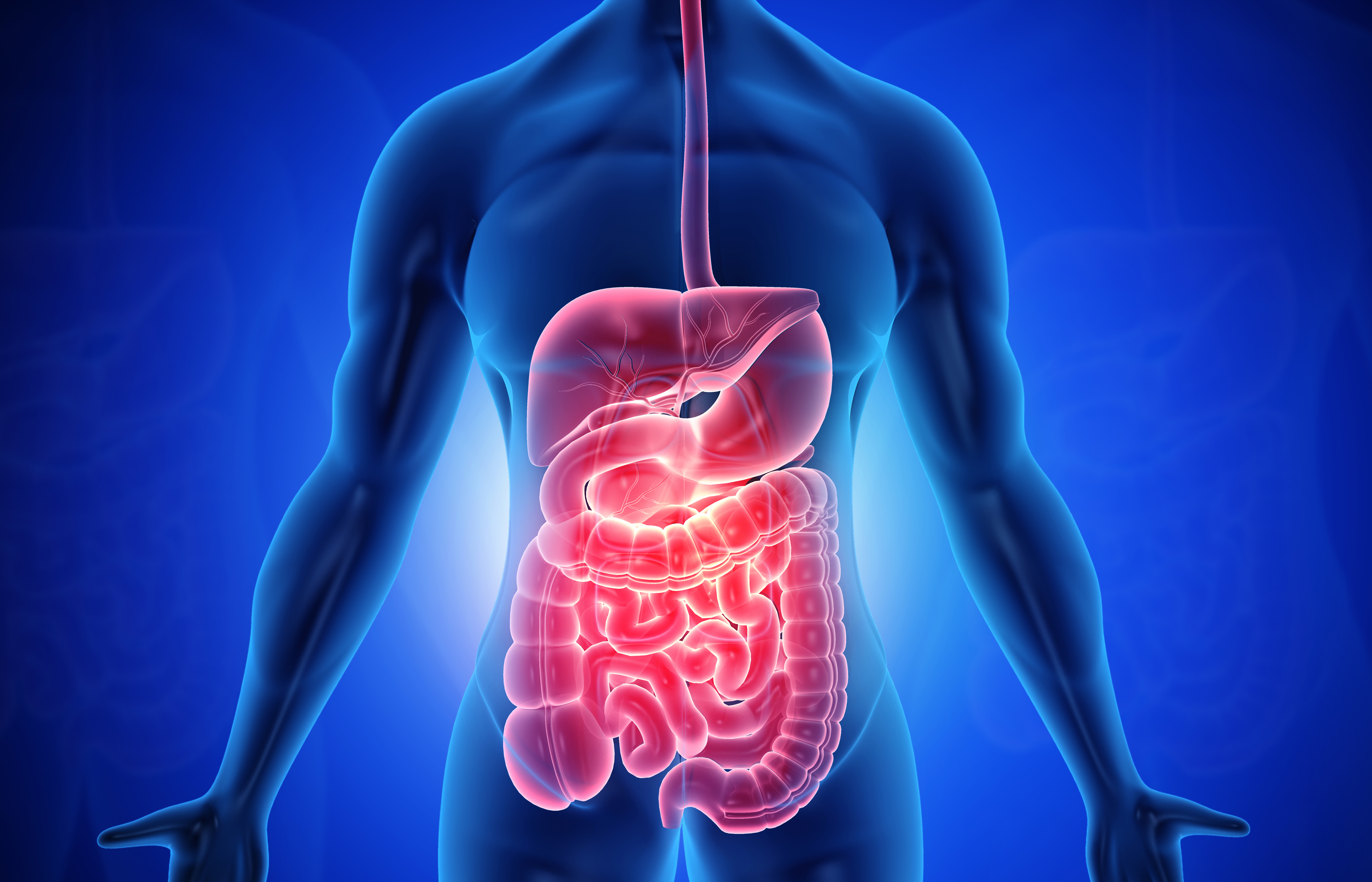 Human digestive system  