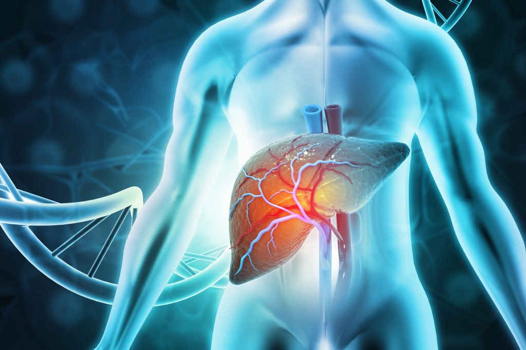 Human liver illustration