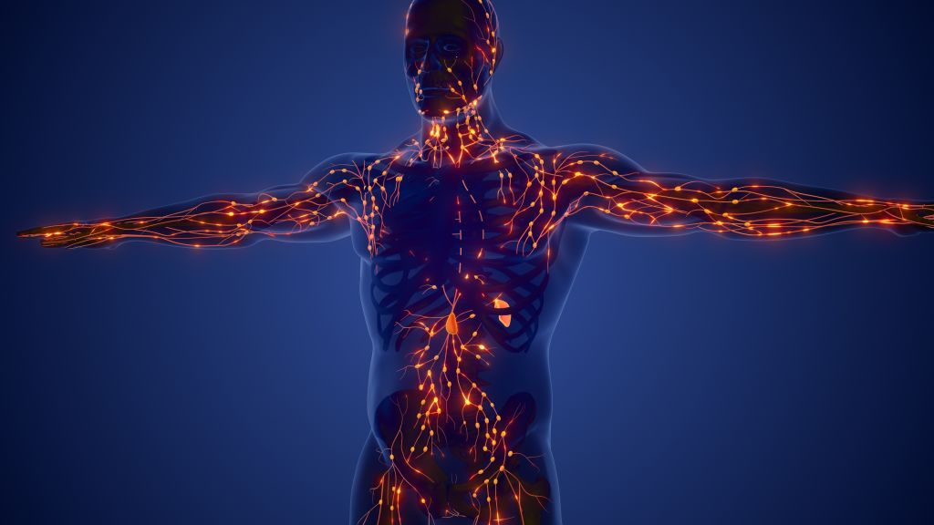 Lymphatic system illustration