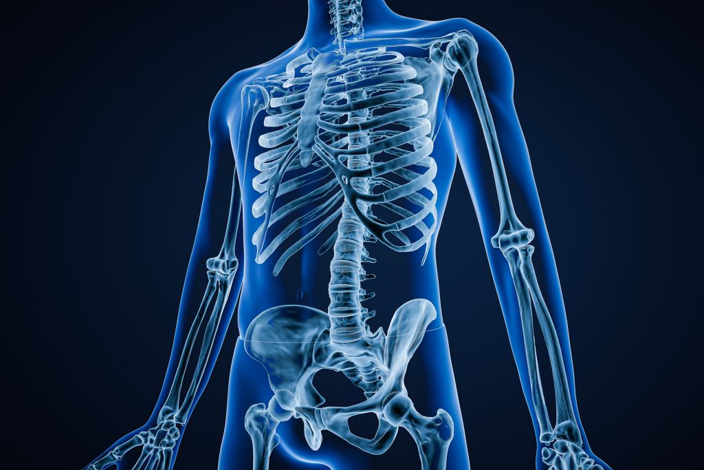 Skeletal system 