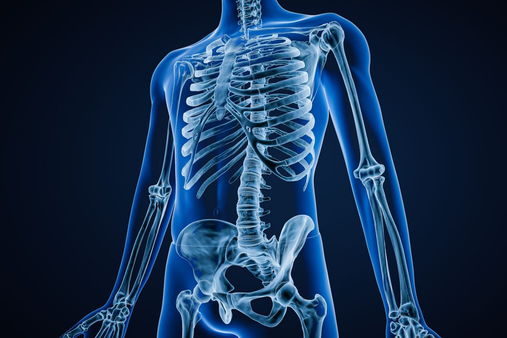 Skeletal system 