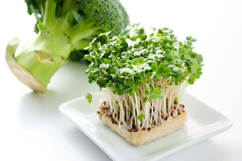 Broccoli sprouts