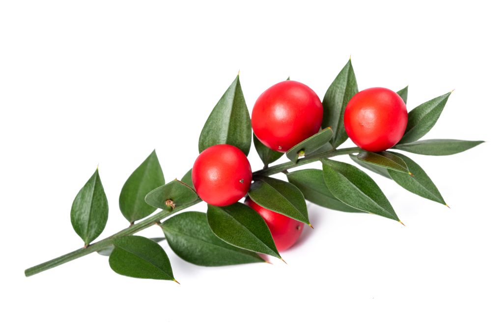 Butcher’s broom berries