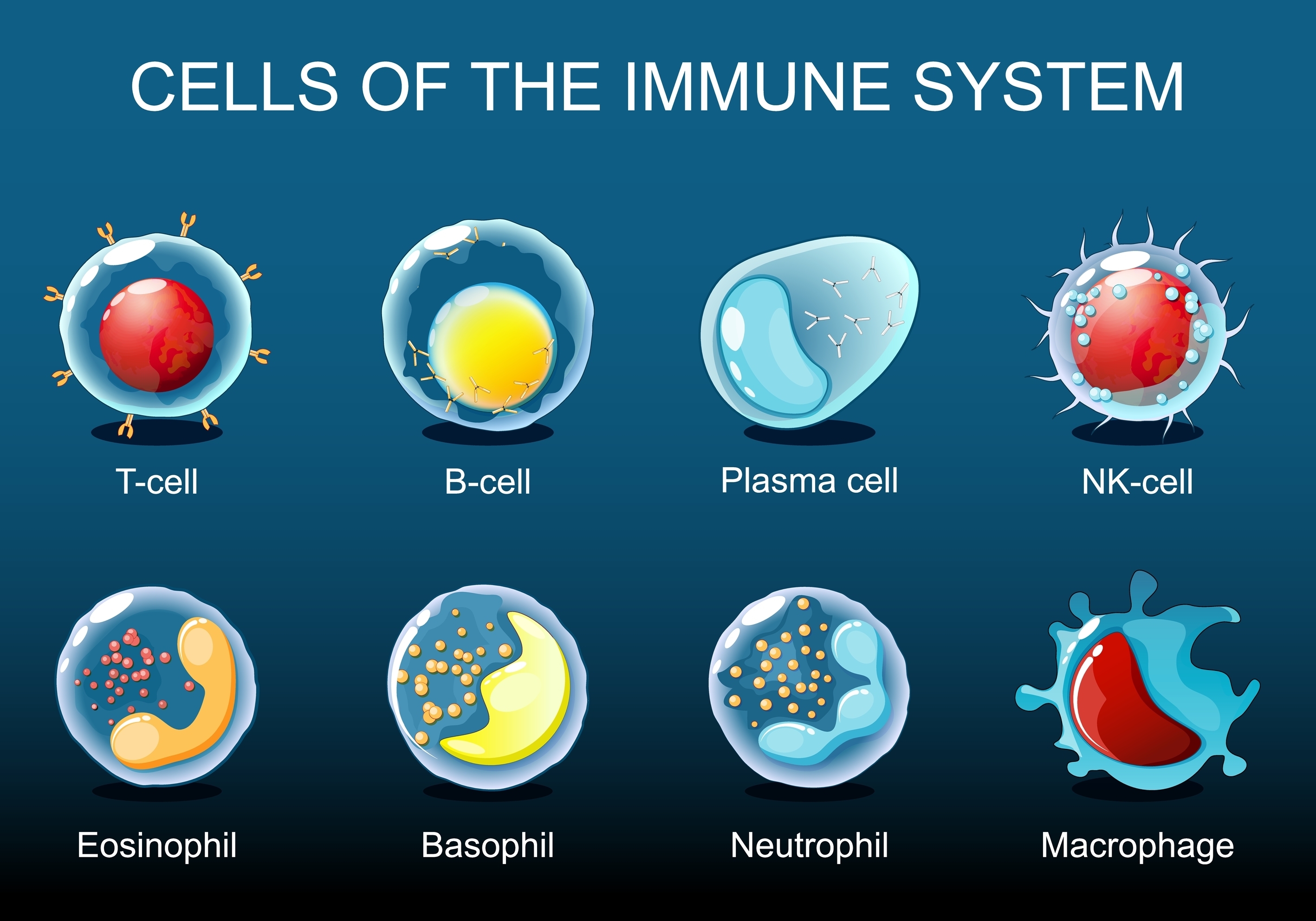 Immune cells illustration  