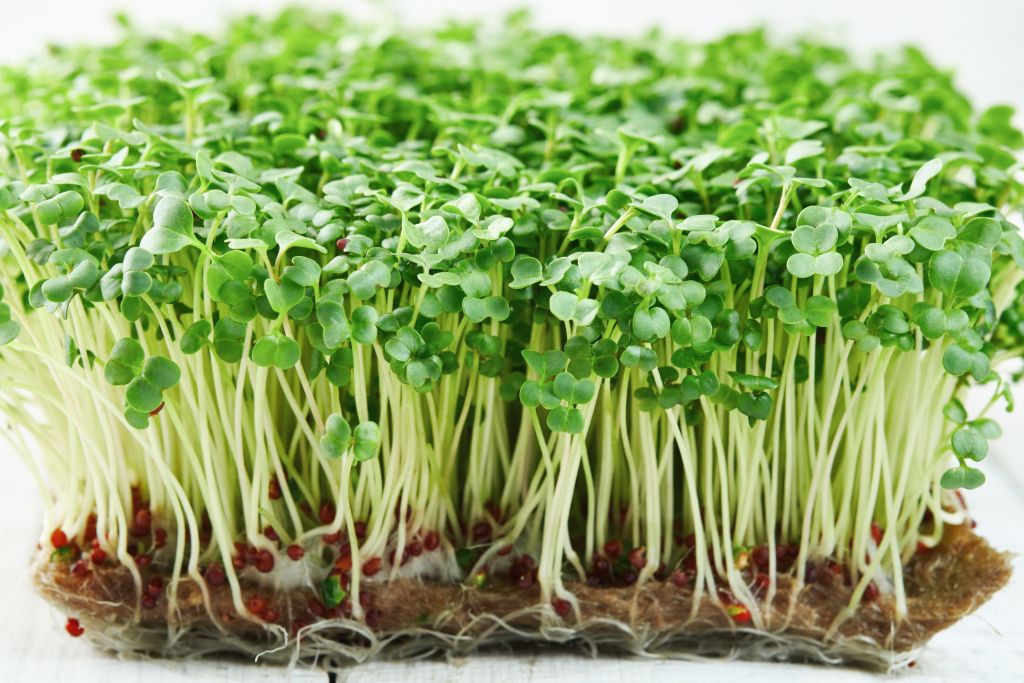 Broccoli sprouts