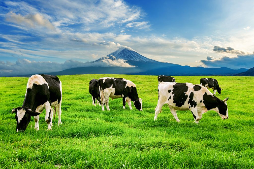 Grass-fed cattle