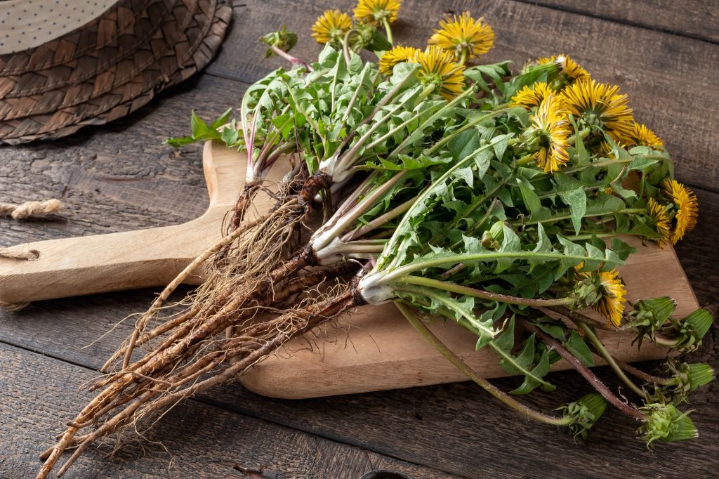 Dandelion roots