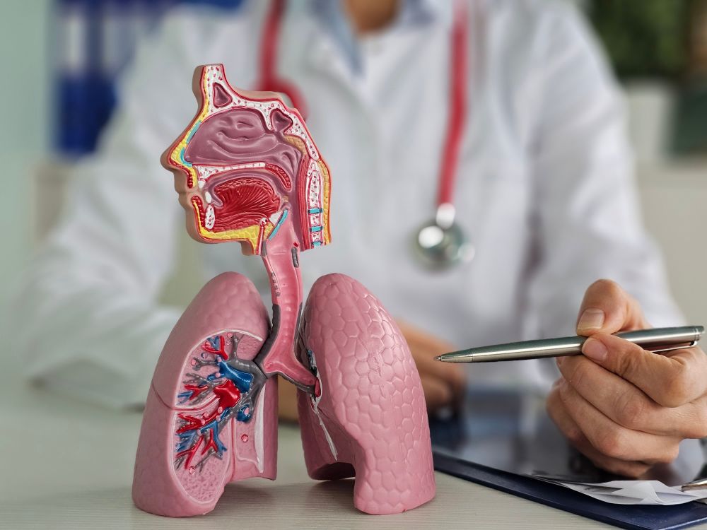 Lung anatomy