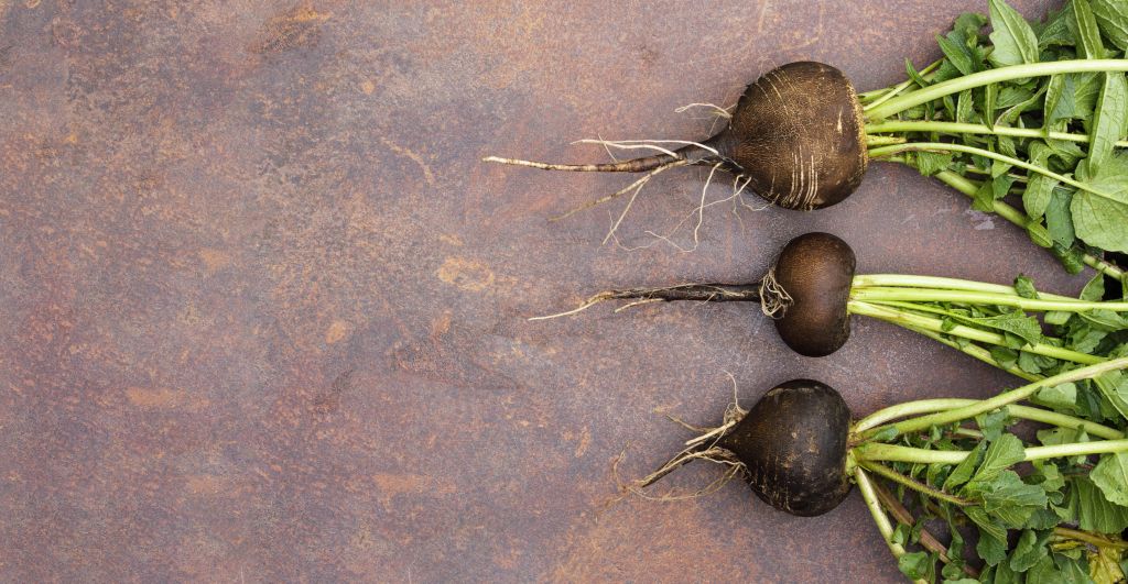 Black radish