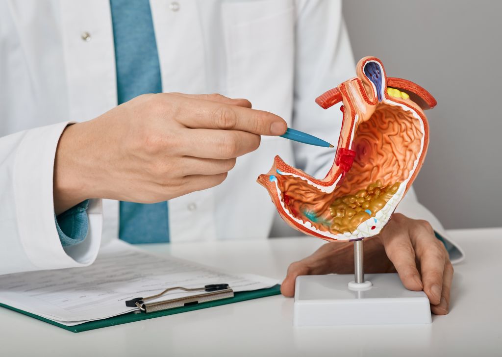 Doctor pointing at a model of a human stomach model. 
