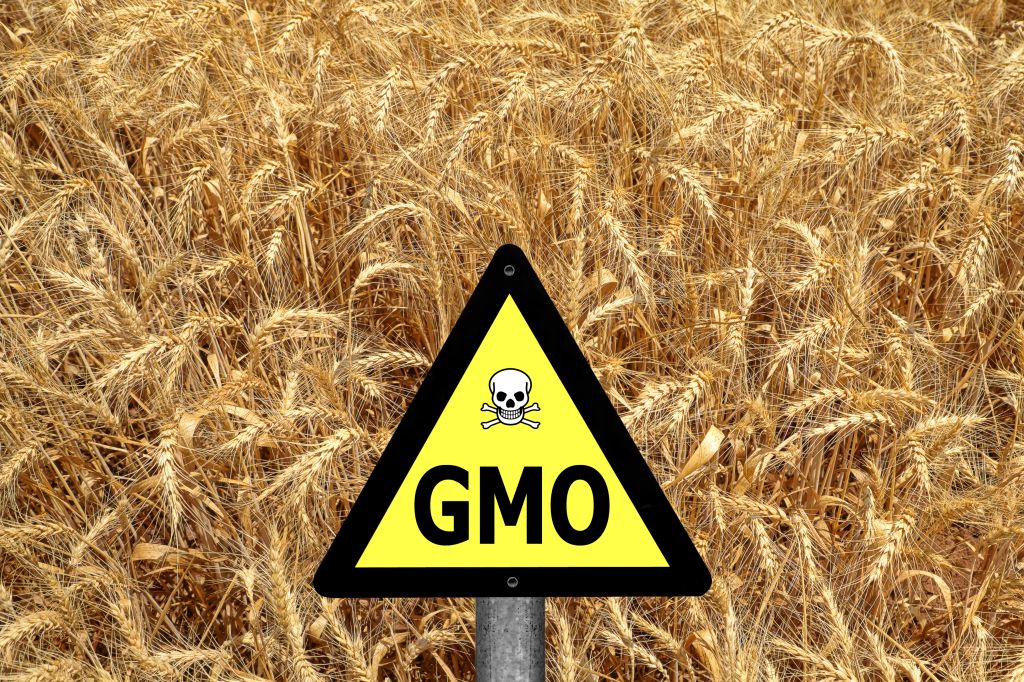 GMO sign in a wheat field