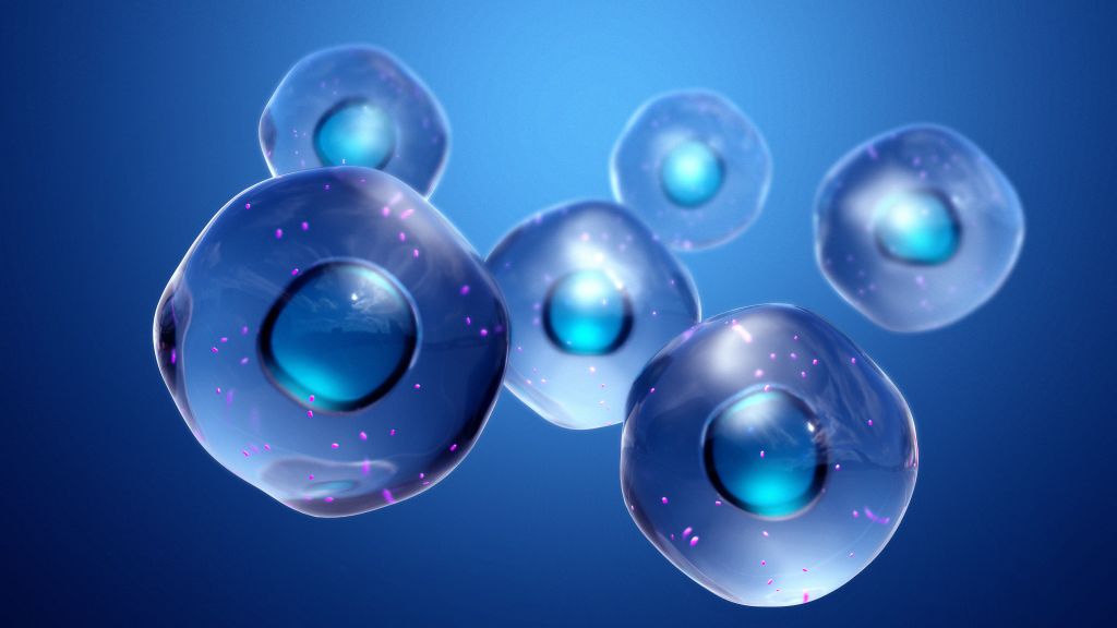 Human mitochondria  