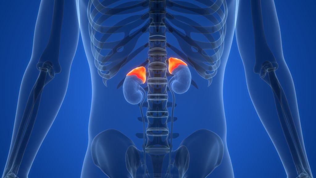 Adrenal gland illustration   