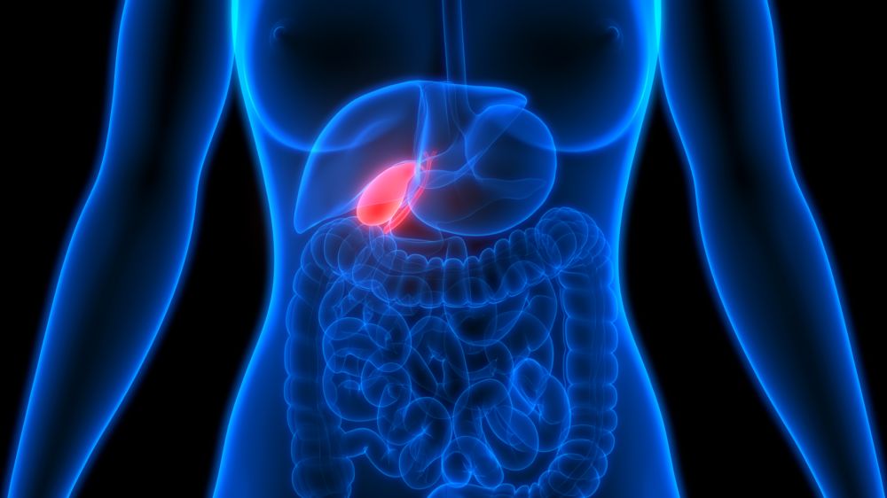 Human gallbladder illustration