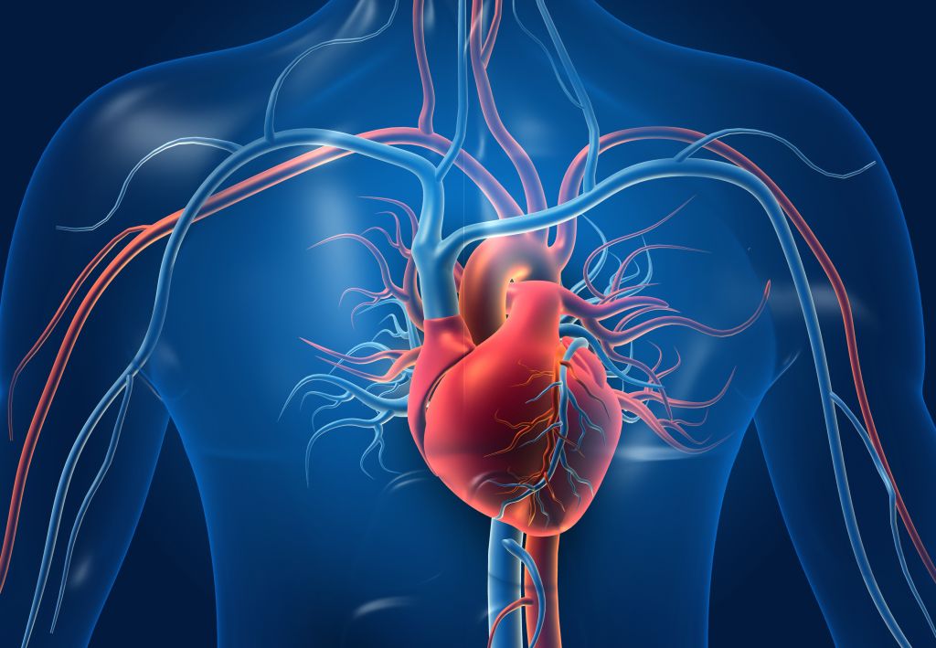 Illustration of the cardiovascular system 