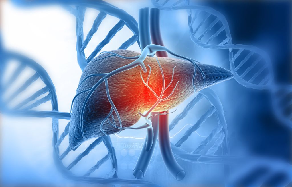 Human liver illustration