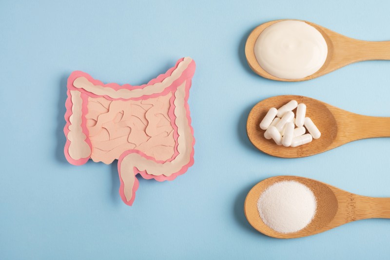 Intestine model with probiotics