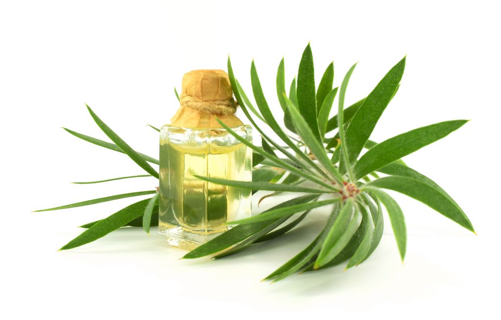 Tea tree oil one of Natural Remedies for Ringworm