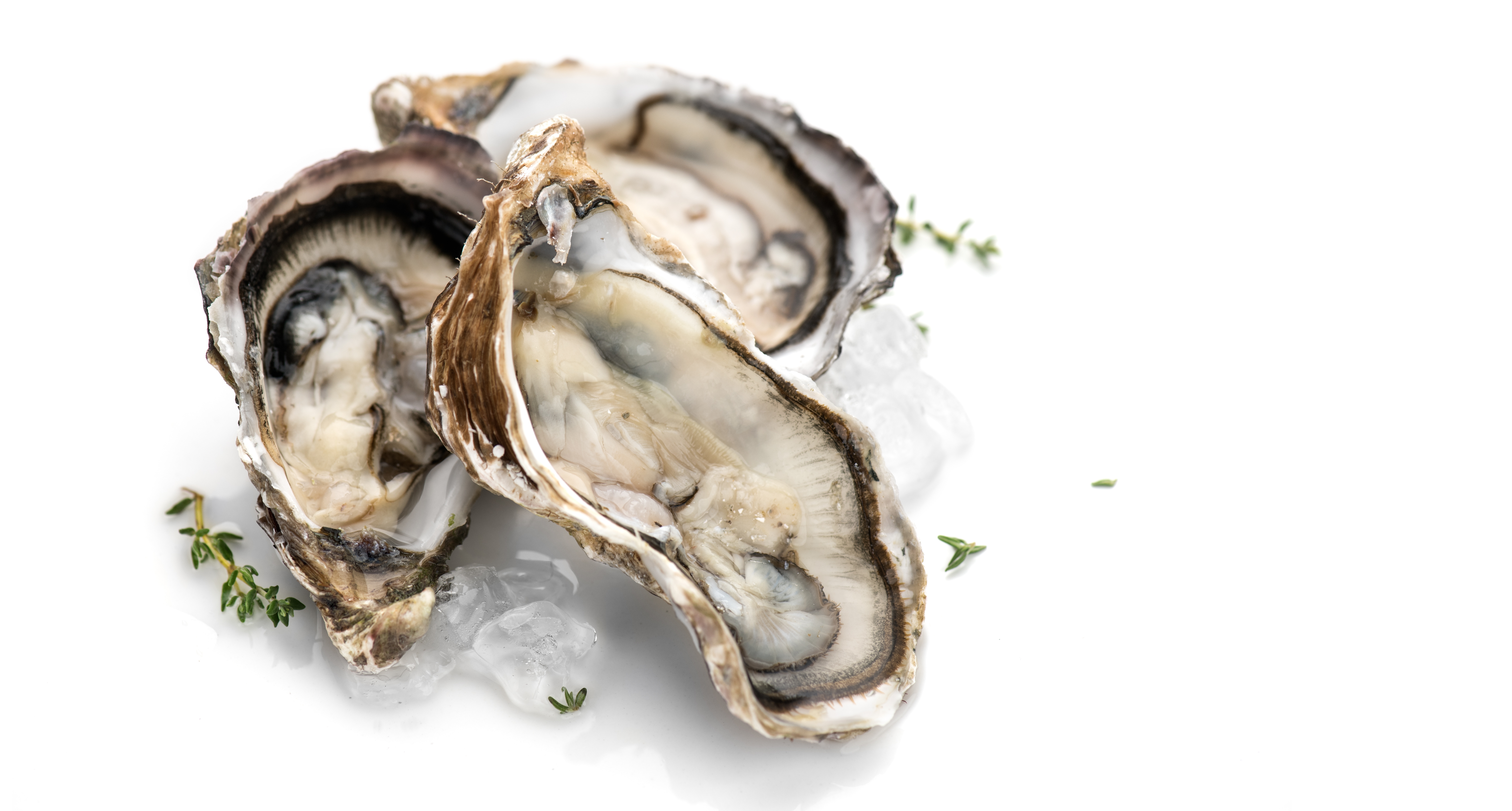 Oysters  