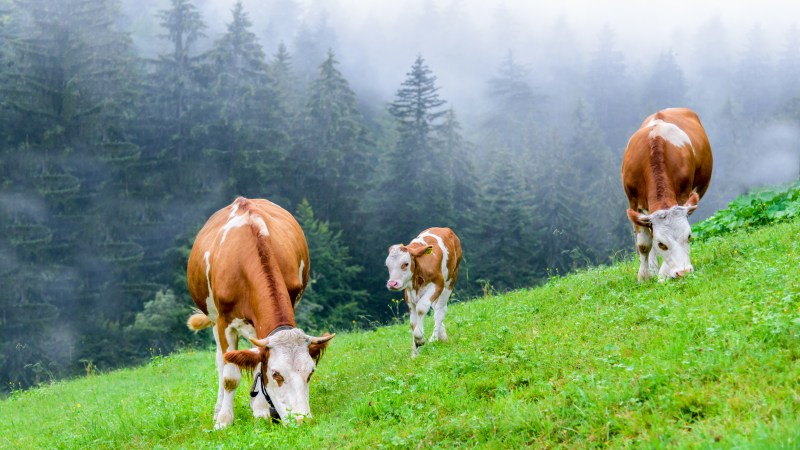 Cattle eating fresh grass