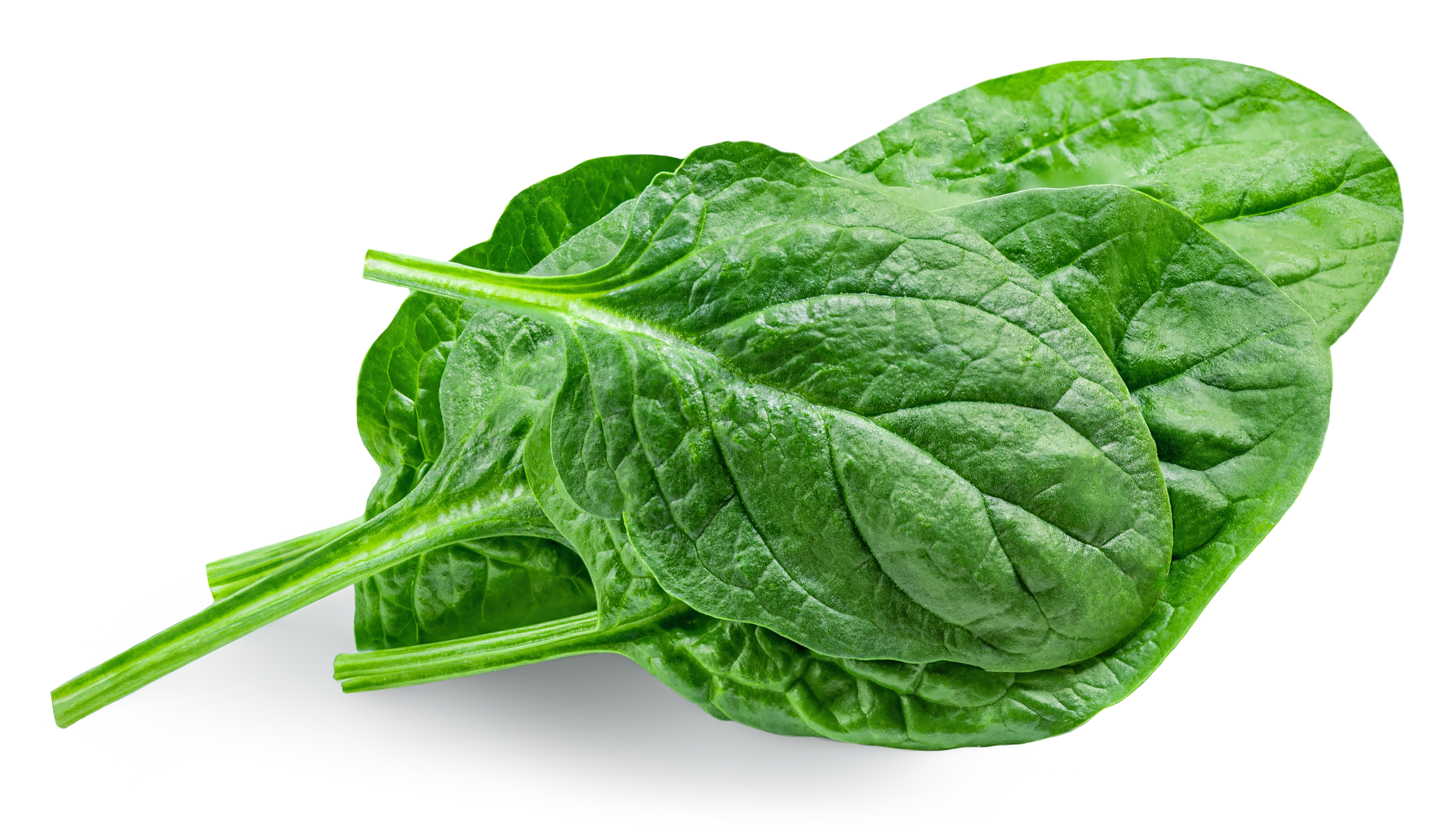 Baby spinach leaves