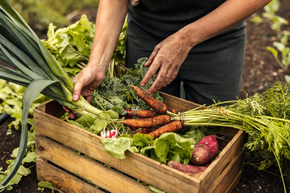 Harvested vegetables 