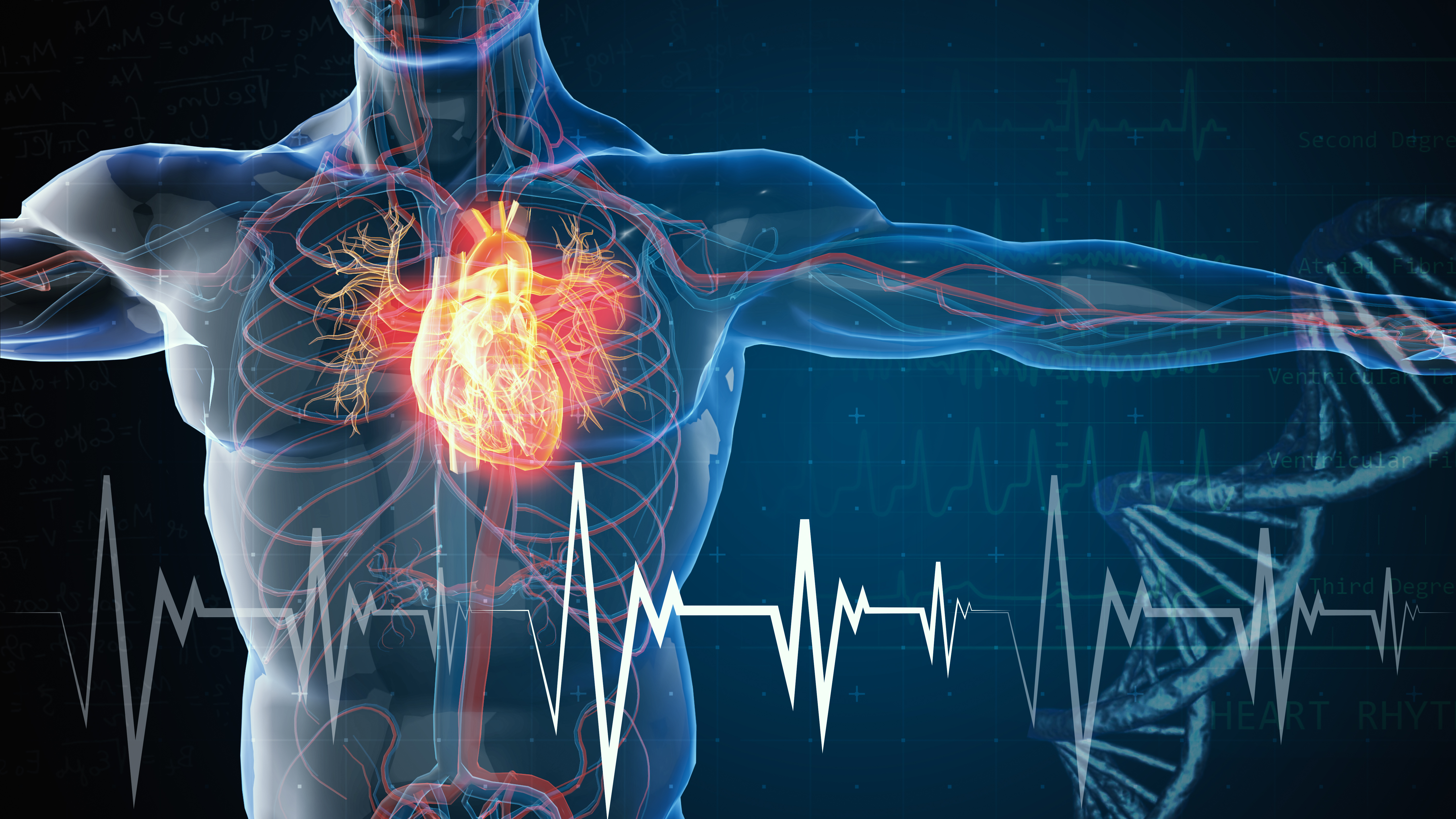 Cardiovascular system illustration 