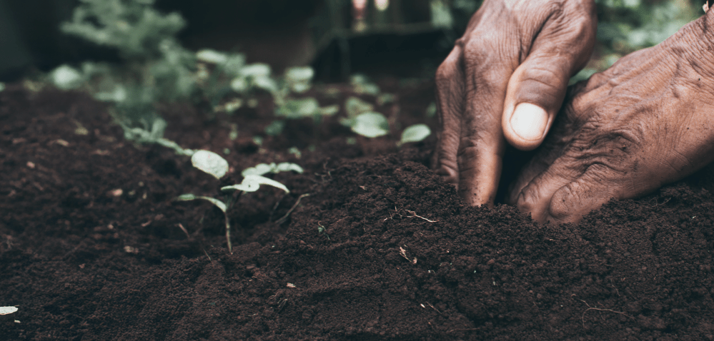Hands planting seeds in soil