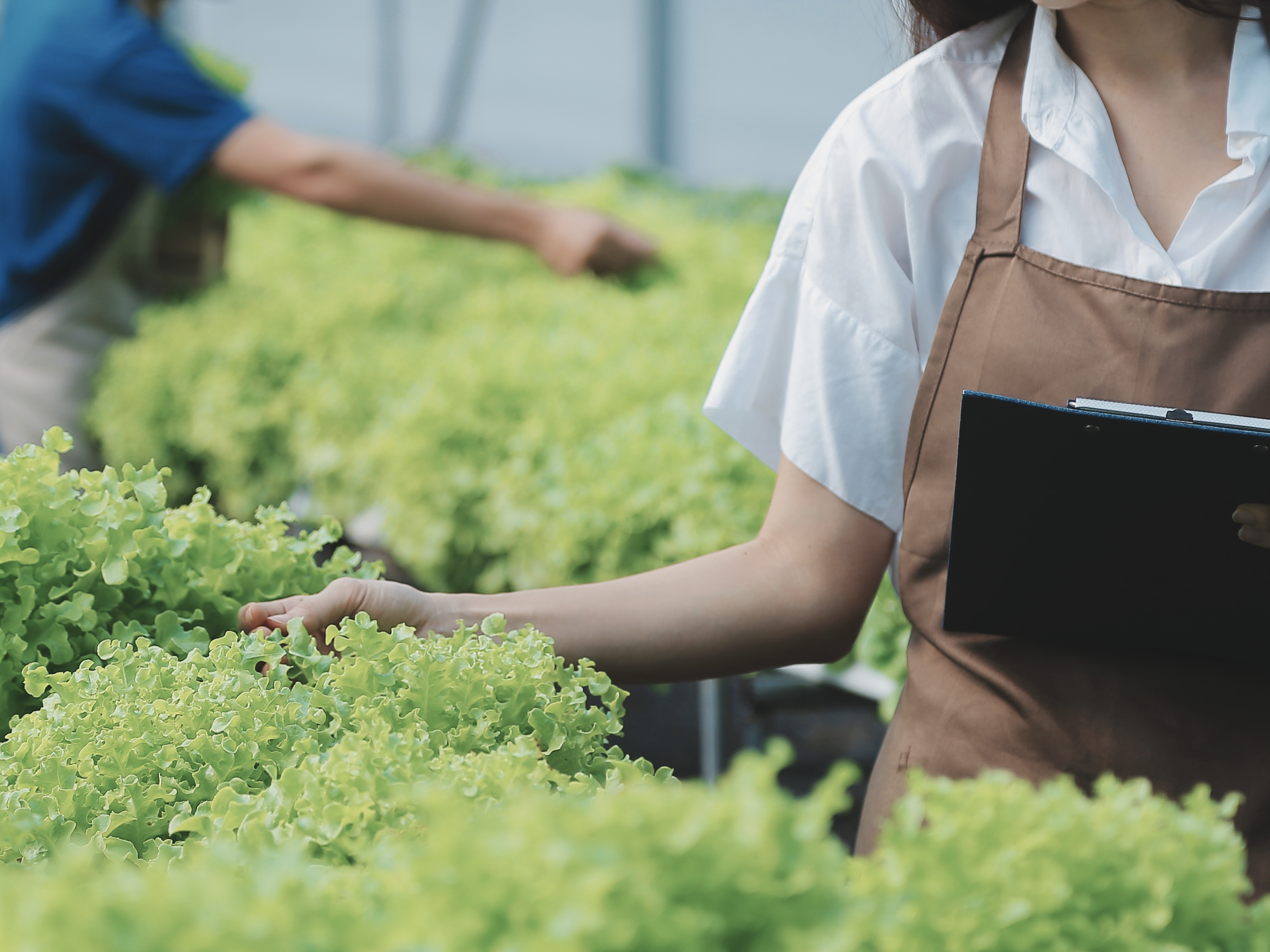 Person tending to leafy green plants