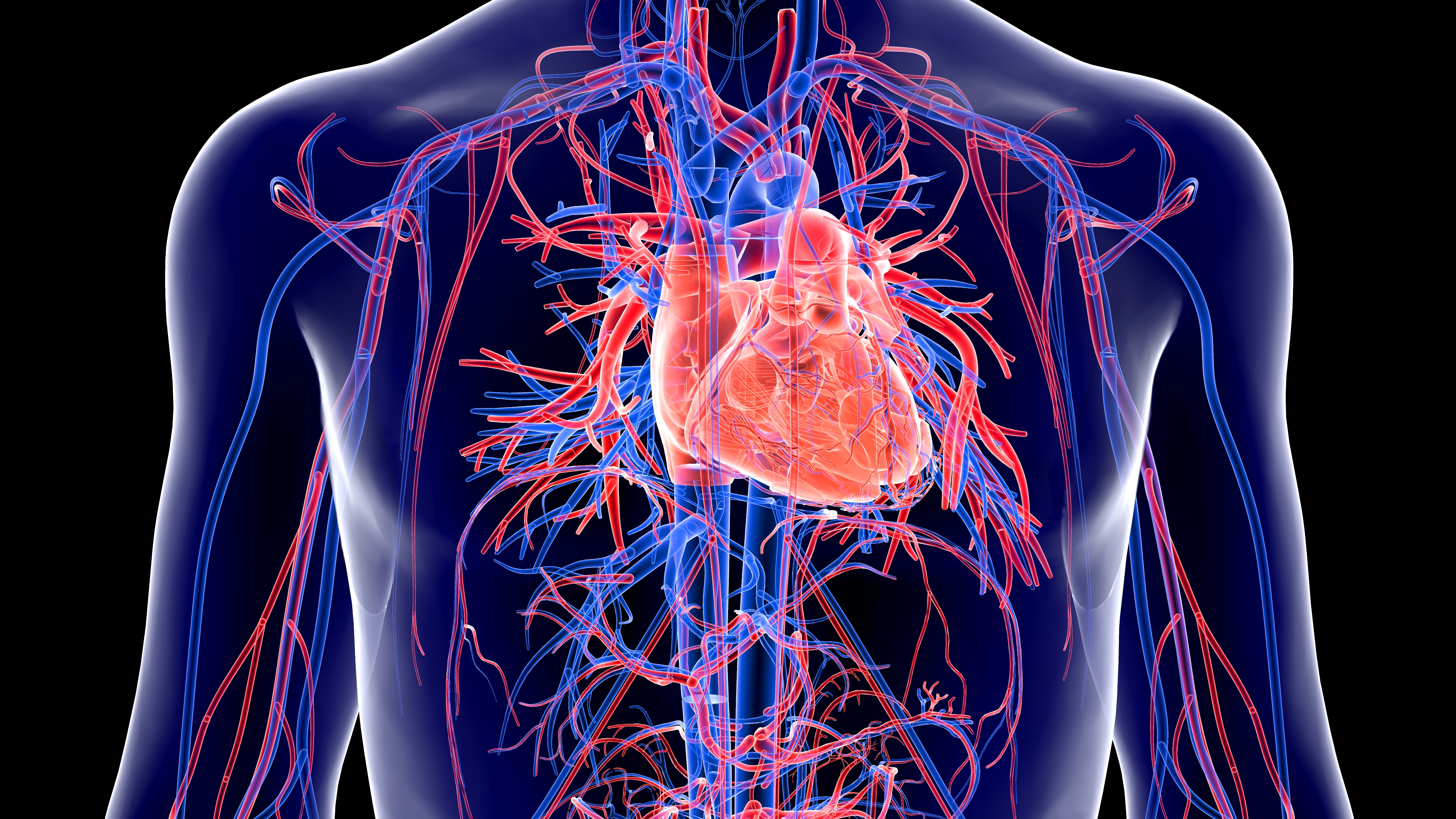 Human circulatory system 