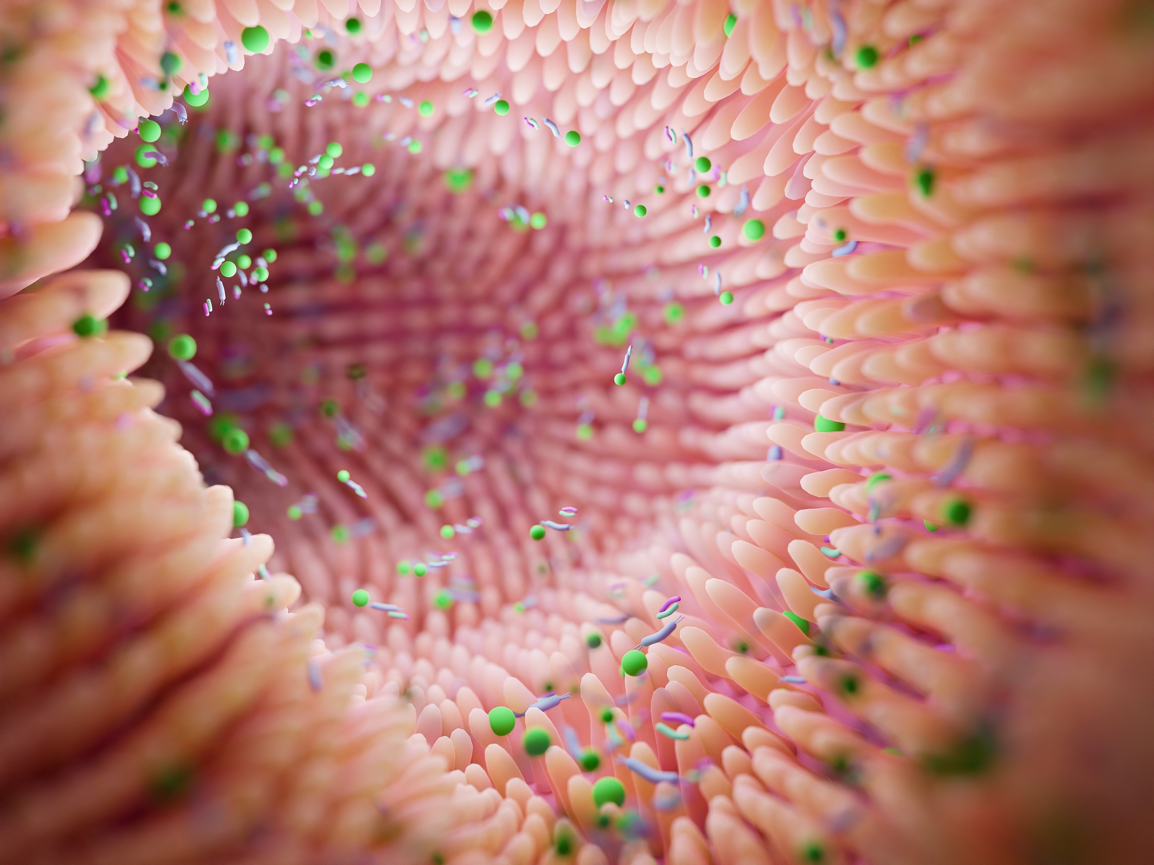 Gut lining illustration    