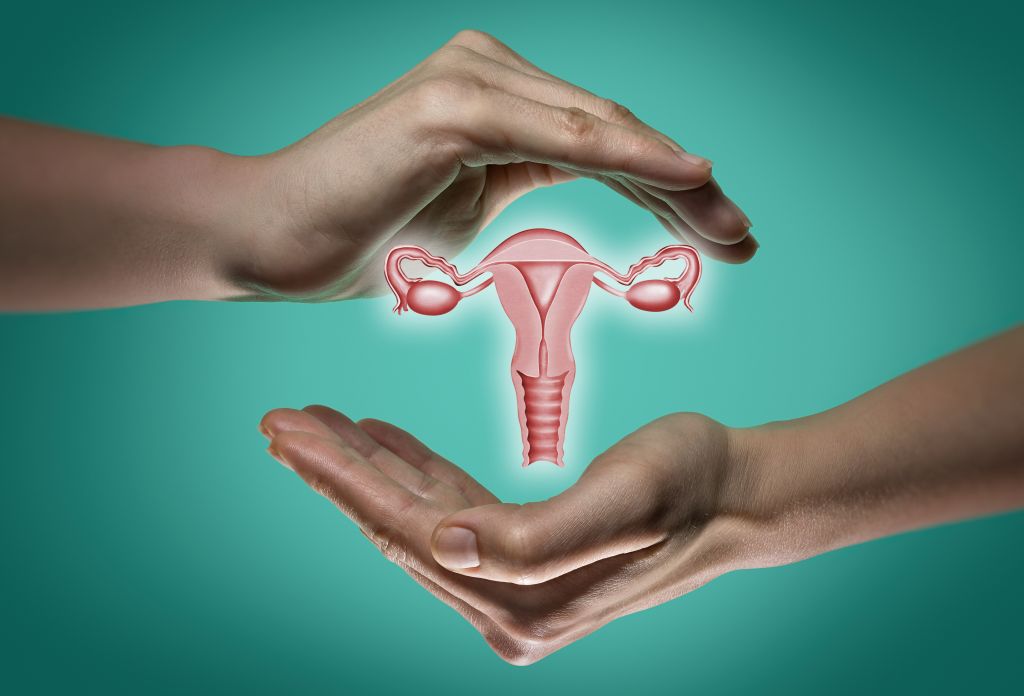 Female reproductive system