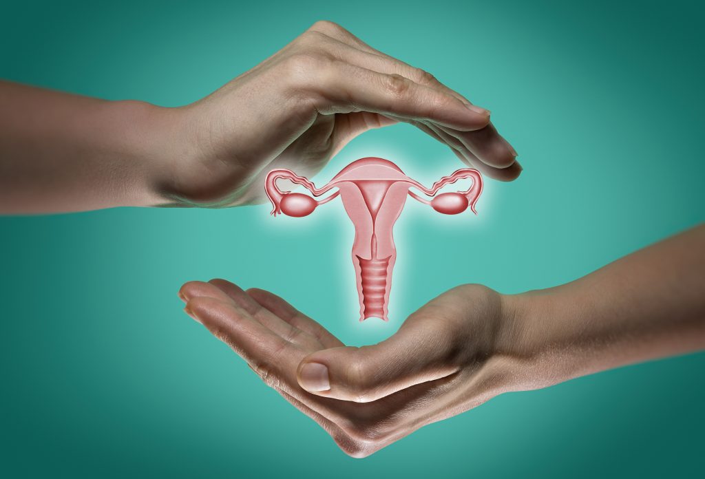 Female reproductive system