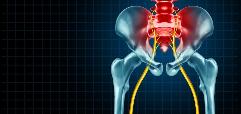 sciatic nerves 