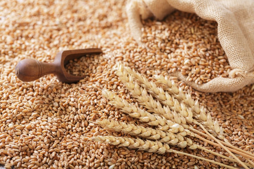 Wheat grains and a scoop