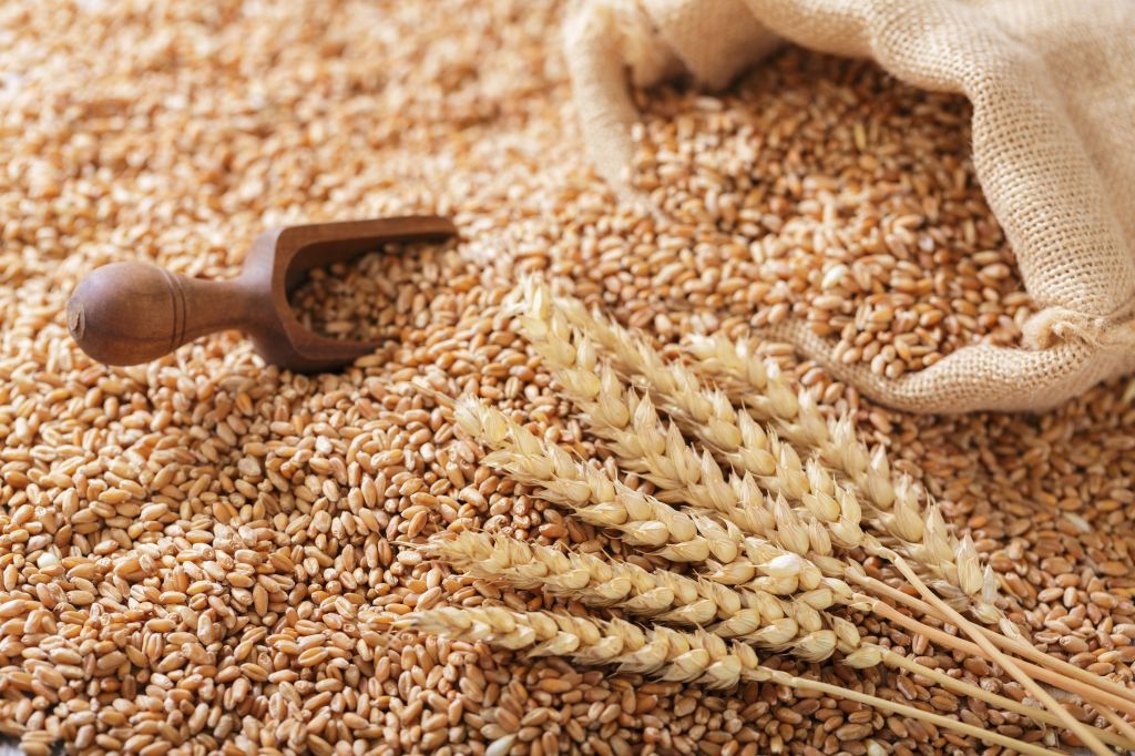 Wheat grains and a scoop