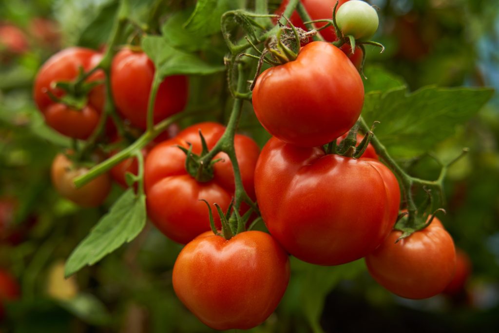 Tomatoes 