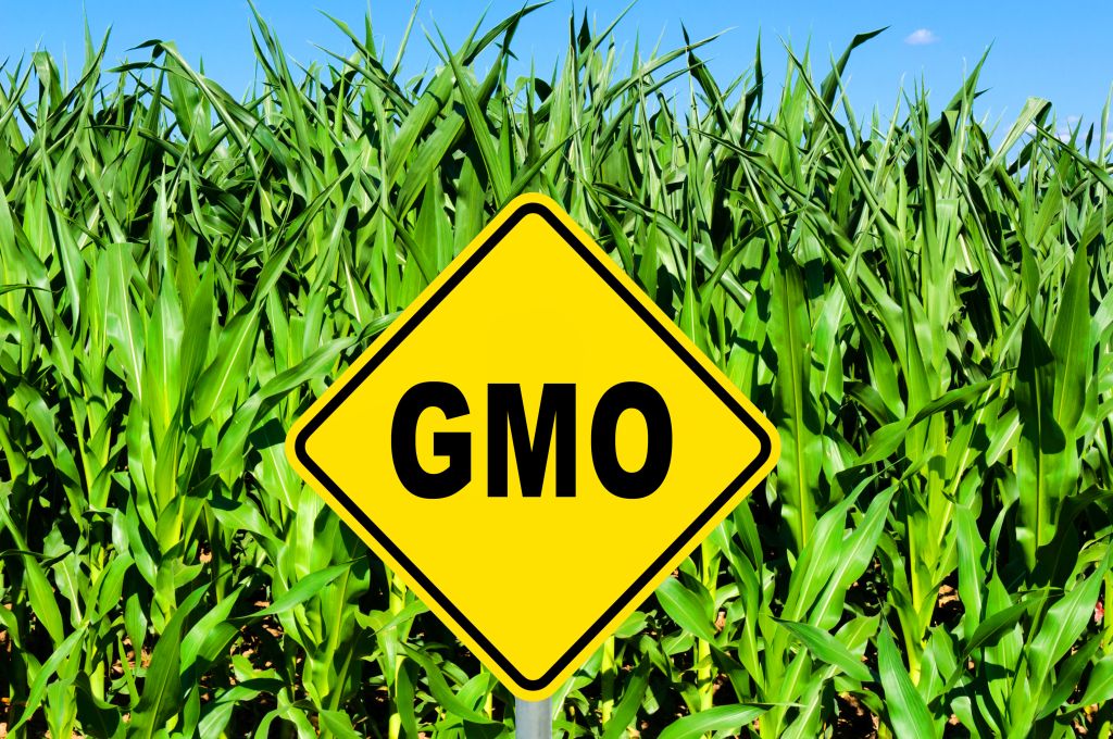 GMO sign in cornfield