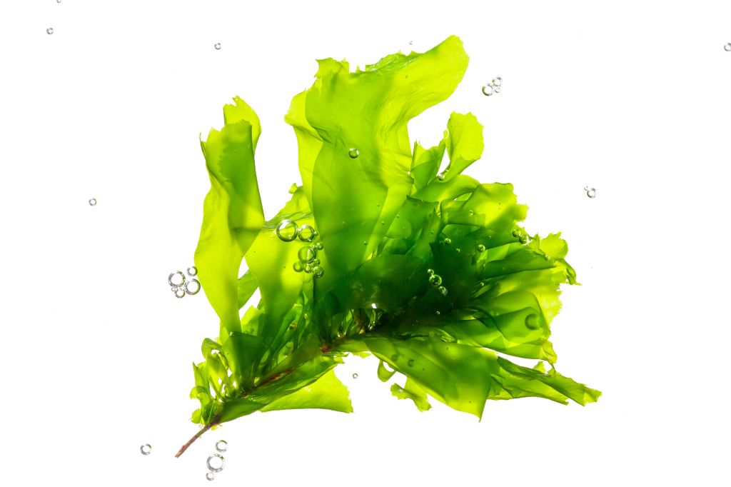 Sea kelp