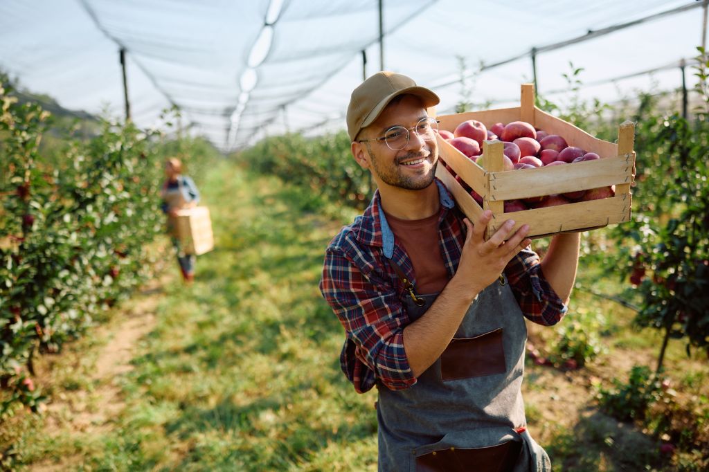 Physical labor at an orchard