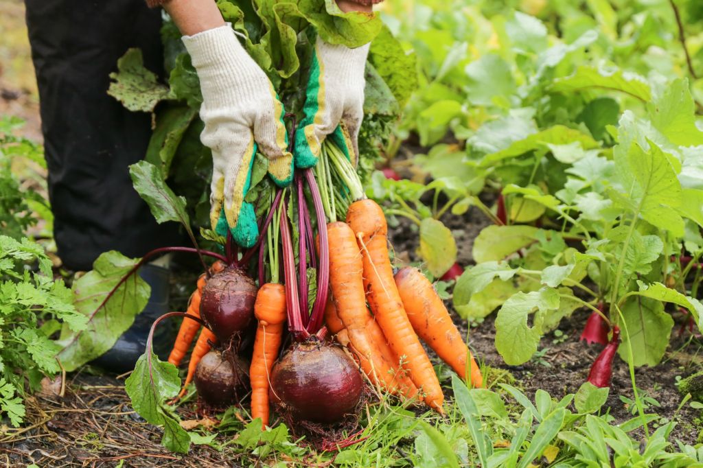 Farmer harvesting vegetables