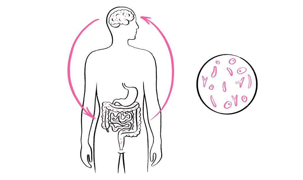 Gut microbes communicating with brain