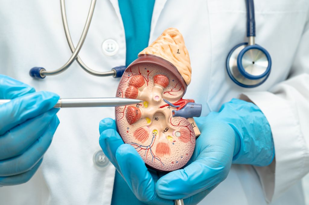 Doctor holding a model kidney